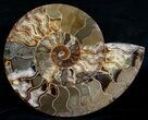 Huge Wide Cleoniceras Ammonite (Half) #6407-1
